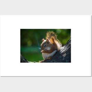 Chunks the Red Squirrel Posters and Art